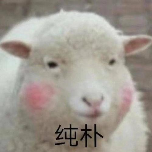 吃瓜娱乐咩咩羊,揭秘娱乐圈幕后故事