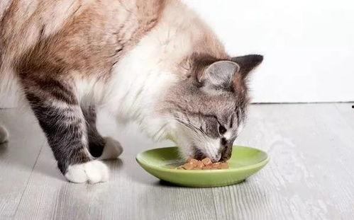 娱乐吃瓜酱猫咪视频大全,吃瓜酱视频大全欢乐盘点