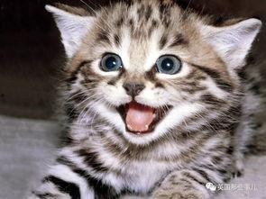 娱乐吃瓜酱猫咪视频大全,吃瓜酱视频大全欢乐盘点
