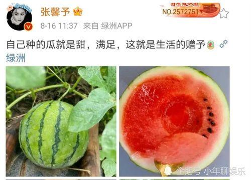 娱乐号吃瓜,吃瓜群众背后的故事