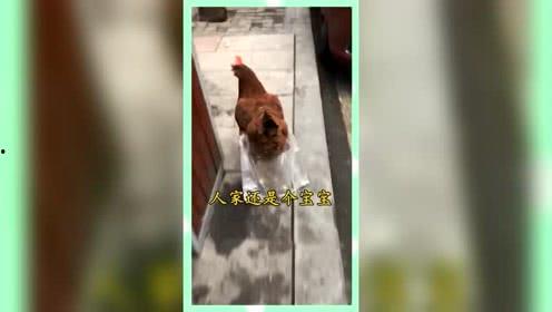 吃瓜群众娱乐版下载安装,轻松下载，畅享欢乐时光
