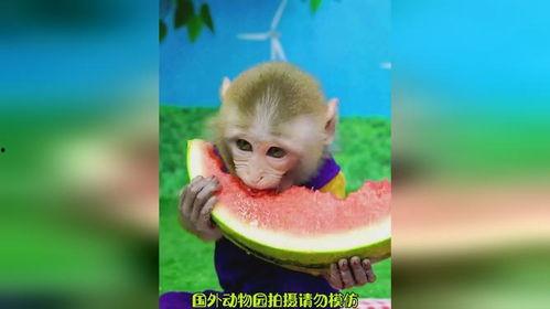 娱乐吃瓜酱猴,揭秘娱乐圈那些不为人知的幕后故事