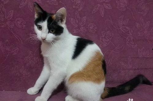 娱乐吃瓜酱猫叫喵喵喵,喵喵喵！娱乐吃瓜酱带你领略猫界趣味