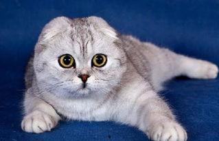 折耳猫娱乐吃瓜,揭秘娱乐圈吃瓜背后的真相与趣味