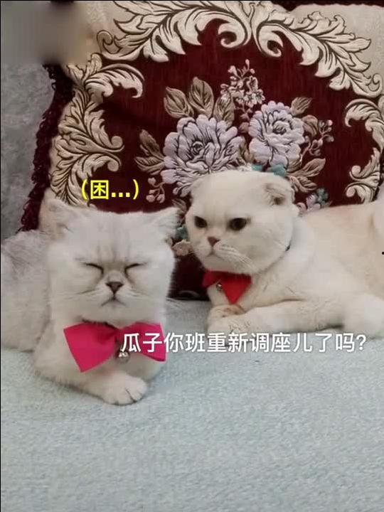 娱乐吃瓜君刘二豆,娱乐吃瓜界的“豆”界风云人物