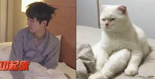 吃瓜娱乐的喵哥是谁啊视频,吃瓜娱乐界的神秘喵哥是谁？