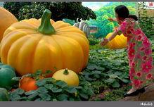 吃瓜娱乐行天下,揭秘娱乐圈背后的故事